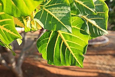 Switch版《猎天使魔女3》游戏容量为系列最大